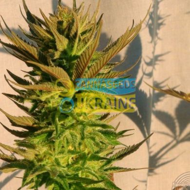 семена конопли сорт Auto B.Lee feminized, Kannabia Seeds