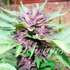 Auto Dark Purple feminized, Delicious Seeds