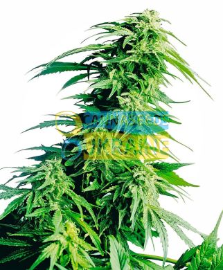 семена конопли сорт Hindu Kush® Seeds, Sensi Seeds
