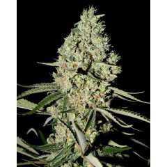 Super Critical Feminised, Green House Seeds