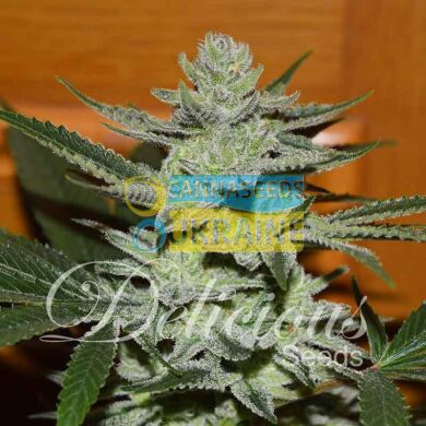 Unknown Kush feminized, Delicious Seeds
