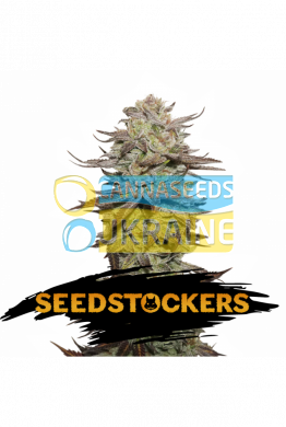 семена конопли сорт Auto Sticky Fingers feminized, Seedstockers