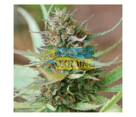 Fast Strawberry Blue feminized