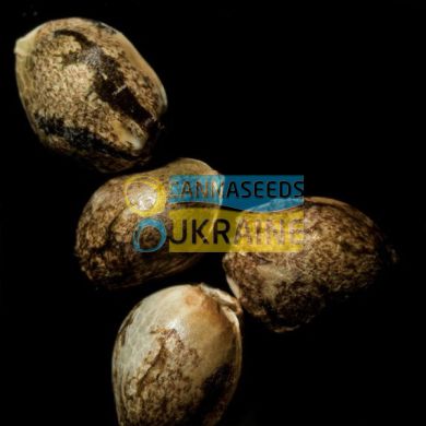 семена конопли сорт Kosher Kush feminised