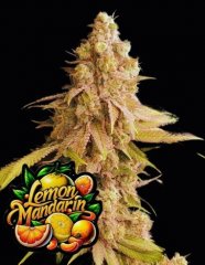 Lemon Mandarin Feminized, Fast Buds