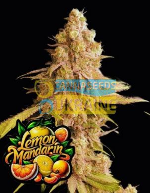 Lemon Mandarin Feminized, Fast Buds