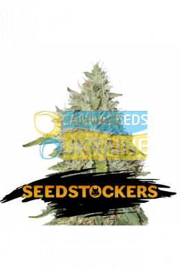 семена конопли сорт Auto Northern Lights feminized, Seedstockers
