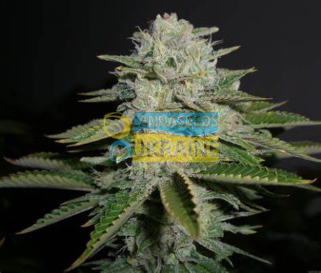 Auto Papaya Cookies feminized, Fast Buds