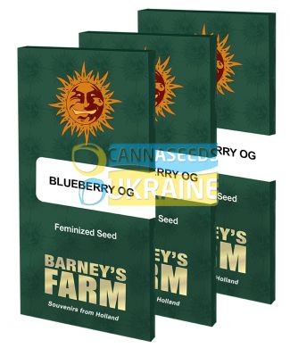 Blueberry OG feminized, Barney's Farm