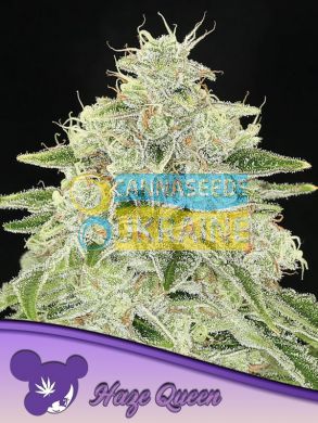 Haze Queen feminized, Anesia Seeds