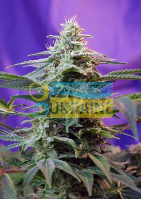 Fast Version F-1 Sweet Special SWS43 feminized, Sweet Seeds