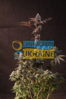 Lemon Cherry Runtz Feminized, Fast Buds