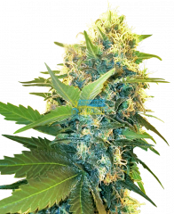 семена конопли сорт Double Kush Cake Feminized, Sensi Seeds research