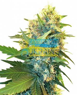 семена конопли сорт Double Kush Cake Feminized, Sensi Seeds research