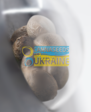 семена конопли сорт Double Kush Cake Feminized, Sensi Seeds research