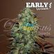 Early Version Eleven Roses feminized, Delicious Seeds
