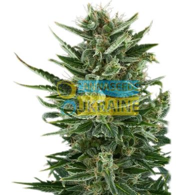 Auto Quick One feminized, Royal Queen Seeds