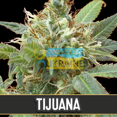 семена конопли сорт Tijuana feminized, Blimburn Seeds
