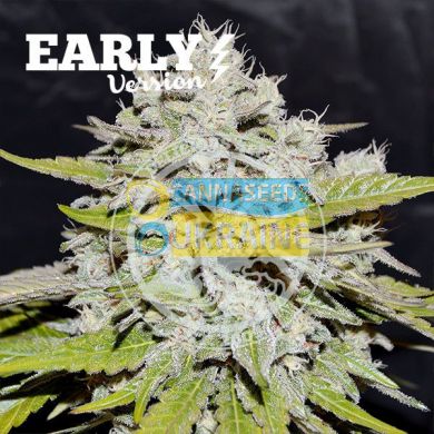 Early Version Bay Burger feminized, Delicious Seeds