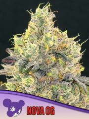 Nova OG feminized, Anesia Seeds