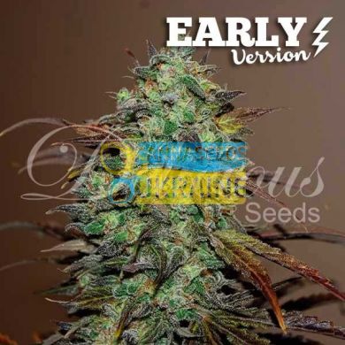 Early Version Eleven Roses feminized, Delicious Seeds