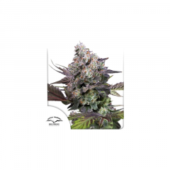 Candy Bubatz XL feminised, Dutch Passion