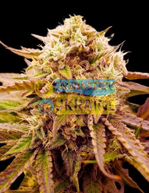 Fast Appalachian Kush Feminized