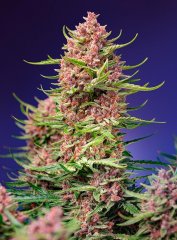 Fast Version F1 Strawberry Cola Sherbet SWS106 feminized, Sweet Seeds