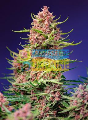 Fast Version F1 Strawberry Cola Sherbet SWS106 feminized, Sweet Seeds