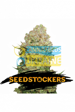 семена конопли сорт White Widow feminized, Seedstockers