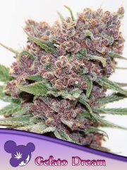 Gelato Dream feminized, Anesia Seeds
