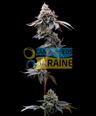 GMO Cookies Feminised, Barney's Farm