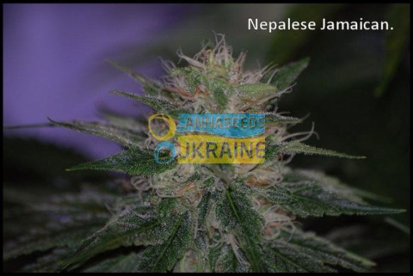 семена конопли сорт Nepal Jam