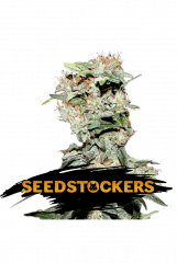 семена конопли сорт Auto CBD Critical XXL feminized, Seedstockers