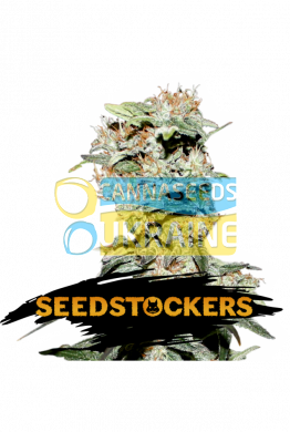 семена конопли сорт Auto CBD Critical XXL feminized, Seedstockers