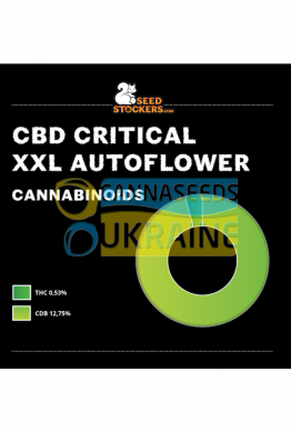 Auto CBD Critical XXL feminized, Seedstockers