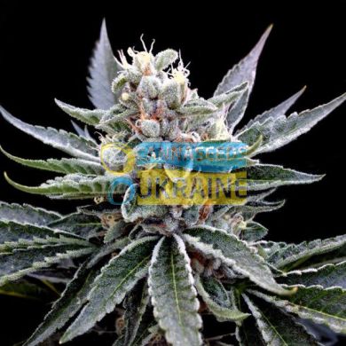 семена конопли сорт Florida Gold feminised, DNA Grow Your Own