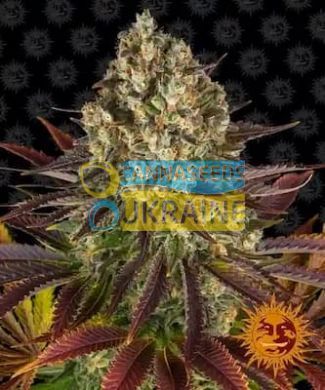 Jelly Cake Feminised, Barney's Farm