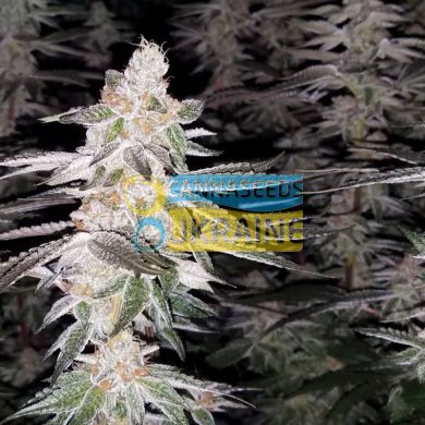 Kingston Punch feminised, Dutch Passion