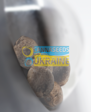 семена конопли сорт Auto Banana Kush Cake feminized, Sensi Seeds research