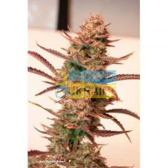 Auto Banana Blaze feminised, Dutch Passion