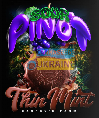 Auto Thin Mint x Sour Pinot feminised, Barney's Farm