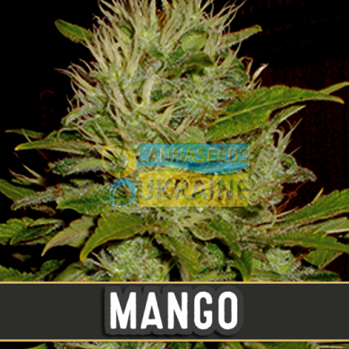 семена конопли сорт Mango feminized, Blimburn Seeds