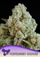 Privileged Baddie feminized, Anesia Seeds