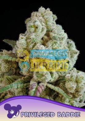 Privileged Baddie feminized, Anesia Seeds