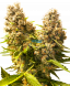 Auto Banana Kush Cake feminized, Sensi Seeds research