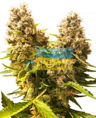 семена конопли сорт Auto Banana Kush Cake feminized, Sensi Seeds research