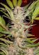 Fast Version F1 S.A.D. Sweet Afgani Delicious SWS53 feminized, Sweet Seeds