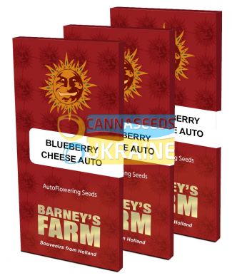 семена конопли сорт Auto Blueberry Cheese Feminised
