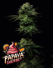 Papaya Sherbet Feminized, Fast Buds